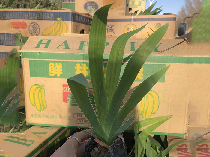 鳶尾